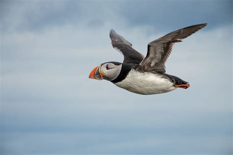 Flying Puffin 02 | Malcolm_Graham | Flickr