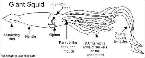 Giant Squid- EnchantedLearning.com