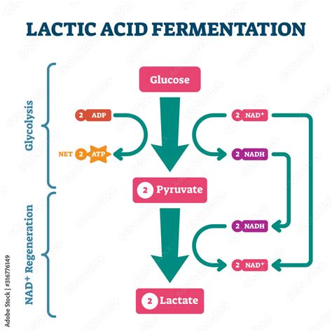 Lactic Acid Fermentation Process