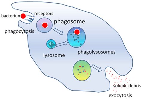 PHAGOCYTOSIS | NURSING LECTURE