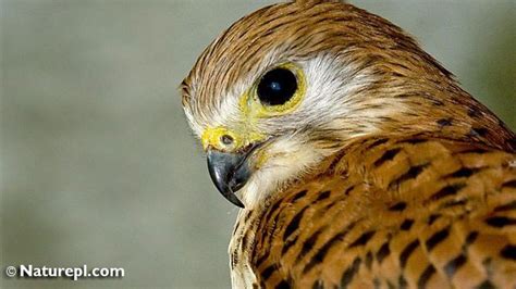 Mauritius Kestrel - Tweet of the Day: World Birds- February - Oilbird ...