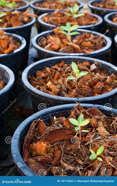 Baby plants stock image. Image of natural, group, nature - 18713063