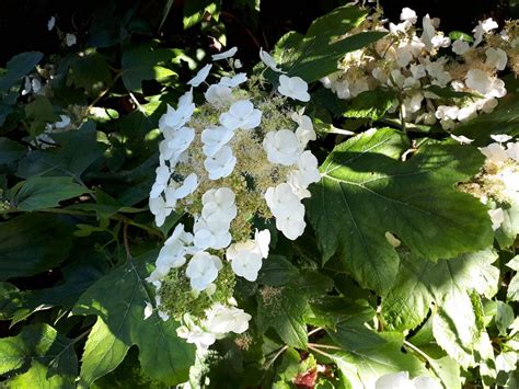 Hydrangea quercifolia | Best in Horticulture