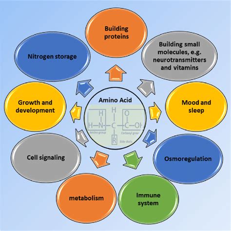 Some crucial roles of amino acids affecting our body functions ...