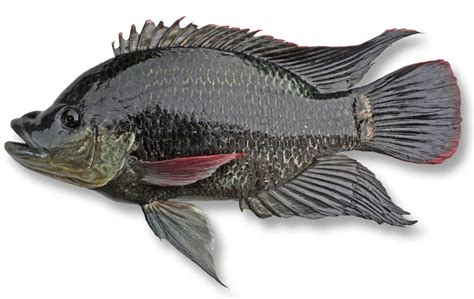 Tilapia-Mozambique – LANDOSOL PLANT FARM