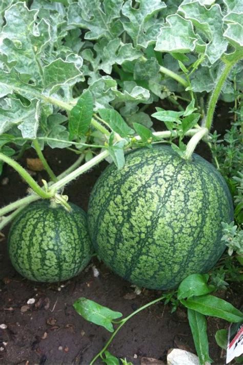 How To Grow Watermelon (Detailed Instructions) - Growfully