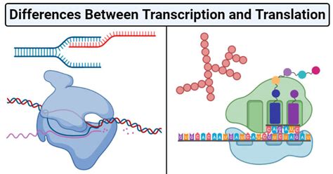 Transcription vs Translation- Definition, 15 Differences, Examples