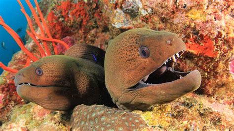 Moray Eel: 7 Facts You Need to Know - Scuba.com