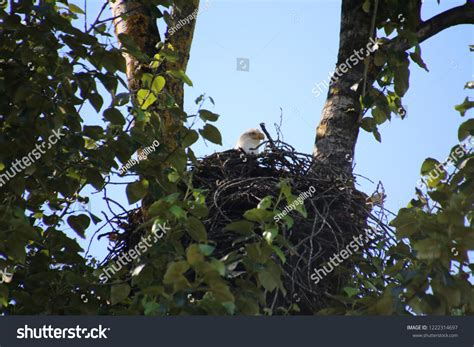 Bald Eagle Sitting Nest Tree Stock Photo 1222314697 | Shutterstock