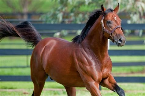 Big Brown | Big brown, Horses, Beautiful horses