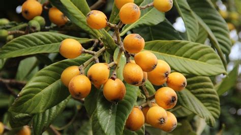 Loquat Varieties - Lara Fruit