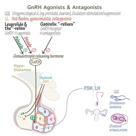 Clinical Pharmacology Glossary: Gonadotropin Releasing Hormone (GnRH ...