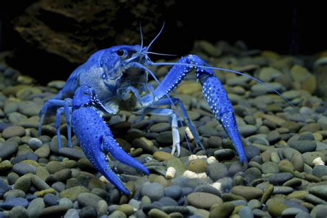 Pet Crayfish | 7 Freshwater Aquarium Crayfish! - Aquariadise