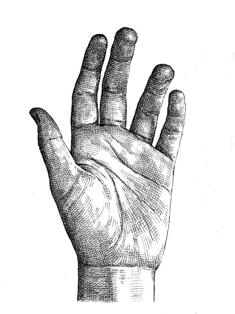 Crosshatching: How to draw a hand - Artists & Illustrators