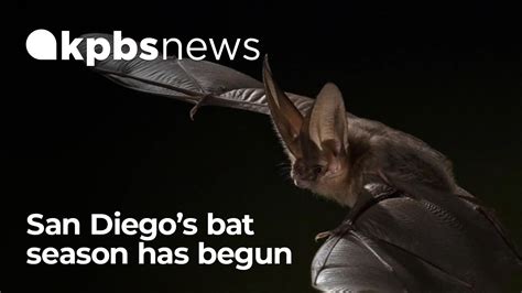 Bat season has begun in San Diego - YouTube