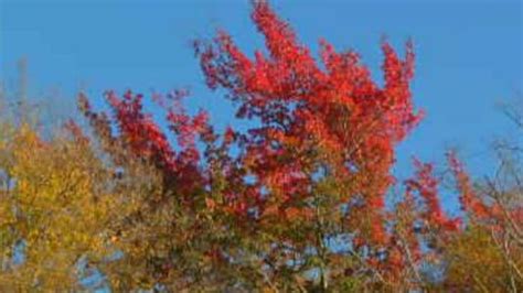 Weekly fall foliage reports to light up Pennsylvania's autumn tourism