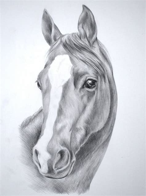 a pencil drawing of a horse's head