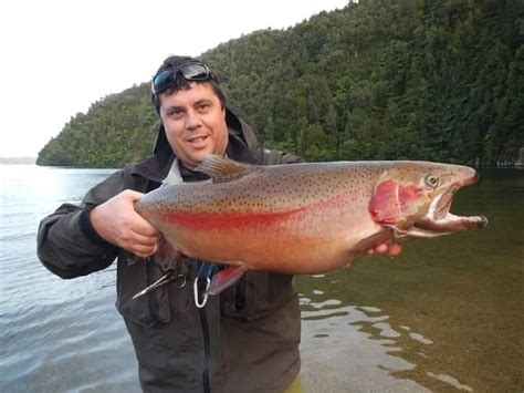 How Big Do Rainbow Trout Get (Interesting Fish Facts)