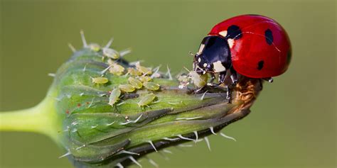 beneficial insects for garden | Pine Hills Nursery