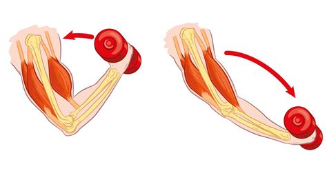 Simplifying Muscle Contractions | 3D Muscle Lab