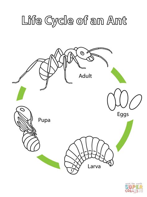 Life Cycle of an Ant | Super Coloring | Life cycles, Ants, Ant life cycle