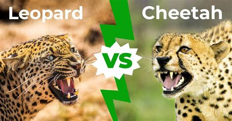 Leopard vs Cheetah - The Five Key Differences - A-Z Animals