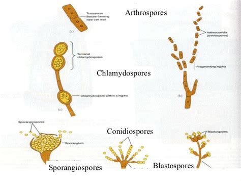 Pin on Fungal reproduction