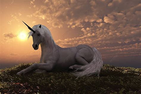 Unicorn Prancer Equus Equine Photo Background And Picture For Free ...