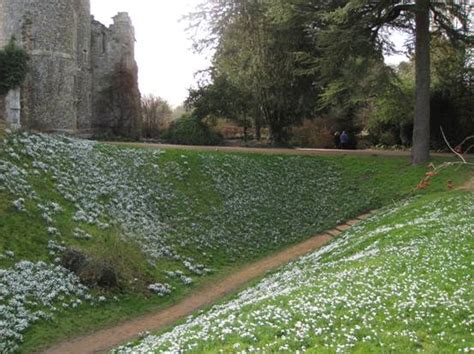 Judy's Snowdrops - Benington Lordship