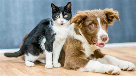 Vegan dogs and cats? Study finds some pet owners are feeding their ...