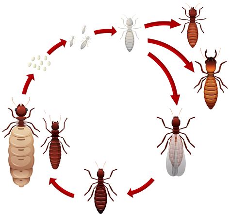 A termite life cycle 292926 Vector Art at Vecteezy