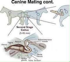 DOG KNOT STUCK OR ‘’ COPULATORY TIE ‘’PROBLEM IN DOG