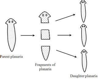 Fragmentation - Class 10, How do organism Reproduce