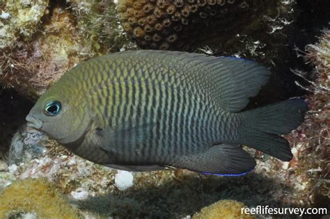 Stegastes diencaeus - Longfin Damselfish | ReefLifeSurvey.com