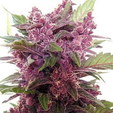 G13 Labs – Purple Haze Feminised Cannabis Seeds - StrainSupermarket.com ...