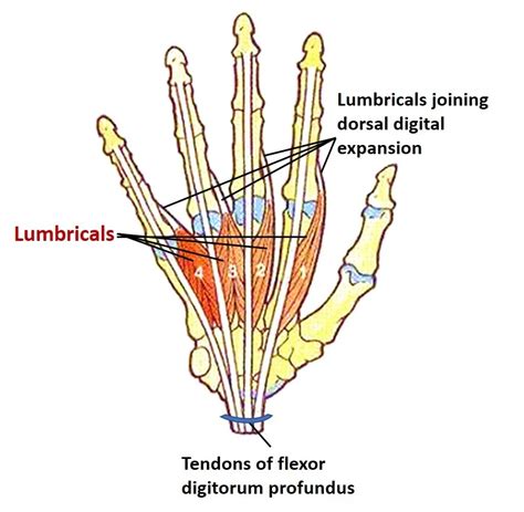 Lumbrical muscles of the hand -Origin, Insertion, Function, Exercise