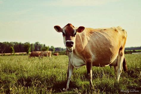 Dairy Farm Names Jersey Cows 37+ Ideas For 2019