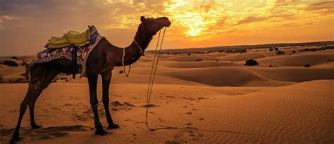 Visiting Thar Desert Pakistan: Location, Facts, & More | Zameen Blog