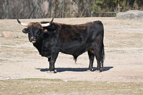 Heck Cattle - ZooChat