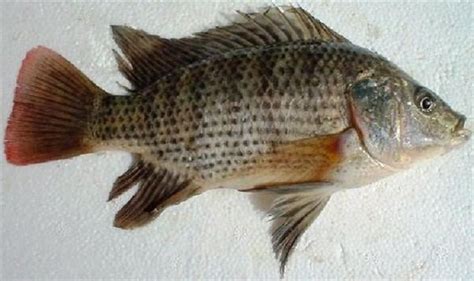 Oreochromis aureus - Alchetron, The Free Social Encyclopedia