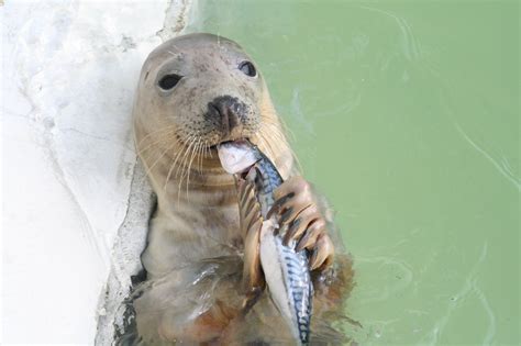 Talks & Feeding Times | SEA LIFE Scarborough