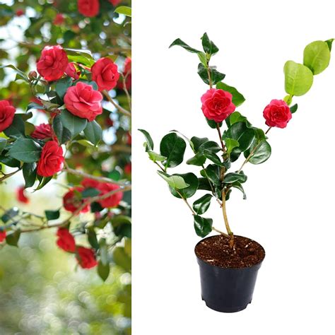 Camellia Japonica – ‘Victor Emmanuel’ Established Camellia Plant in a ...