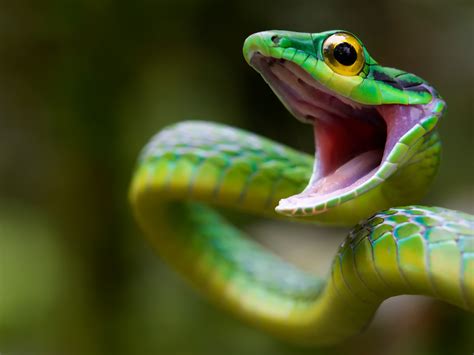 snake, green snake, costa rica Wallpaper, HD Animals 4K Wallpapers ...