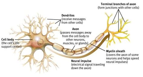 Image result for brain cell diagram | Neurons, Neuron structure and ...