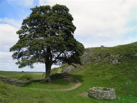 Hadrian's Wall, Sycamore Gap (Illustration) - World History Encyclopedia