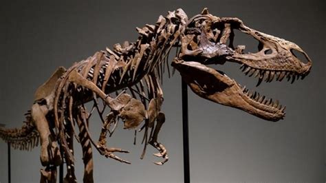 Study finds how dinosaurs' bones evolved to make them such giants ...