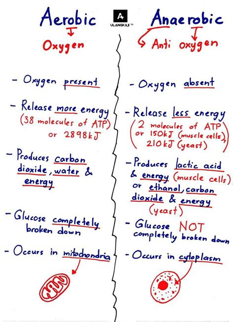 Aerobic vs Anaerobic Bacteria Cellular Respiration - StudyPK