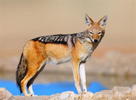 Black-backed jackal Photograph by Johan Swanepoel - Fine Art America