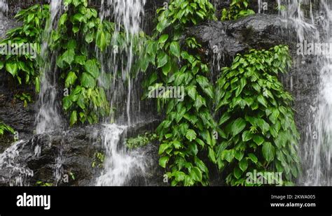 Plants In Waterfall, Tamaraw Falls, Mindoro Island Philippines, 4k ...