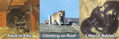 Raccoon Nest In Attic Or Tree Nesting Season